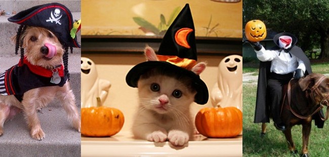 Halloween: Disfraces originales para mascotas