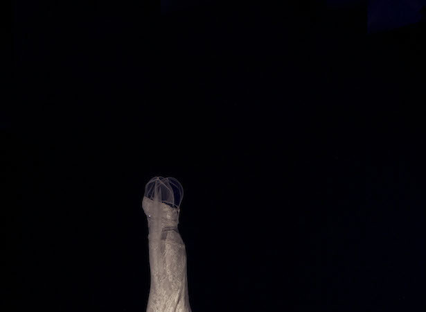 Pronovias 50 love stories
