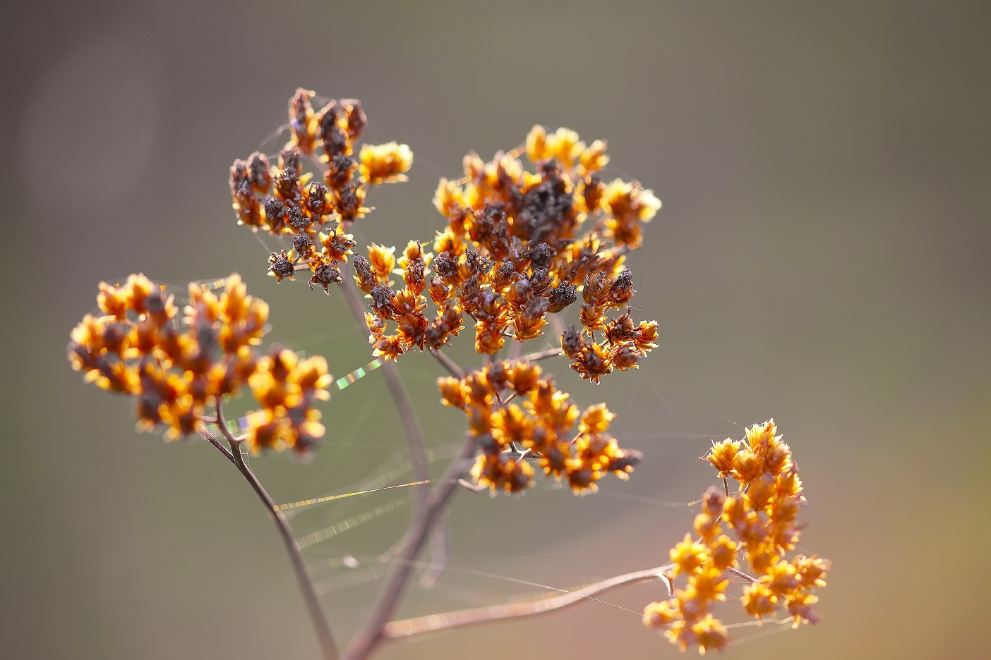 ¿Cómo cuidar las plantas en verano?