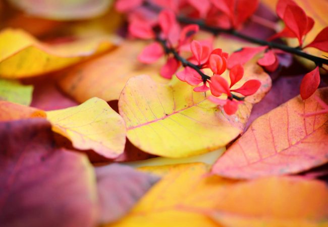 Colores de otoño