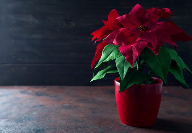 Flor de Pascua