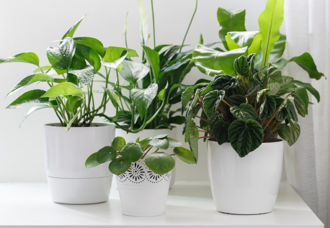Como cuidar plantas de interior