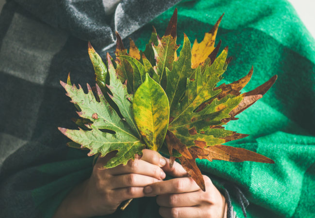Plantas de otoño