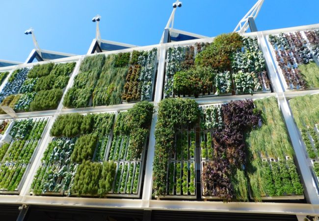 Cómo hacer jardines verticales
