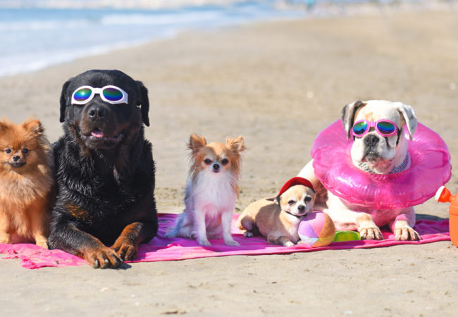 Playas para perros ¿las conoces?