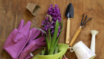 Huerto en casa: las mejores ideas para tener uno