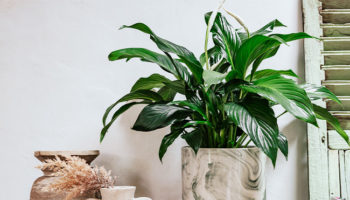 Ideas de decoración de otoño para renovar tu hogar